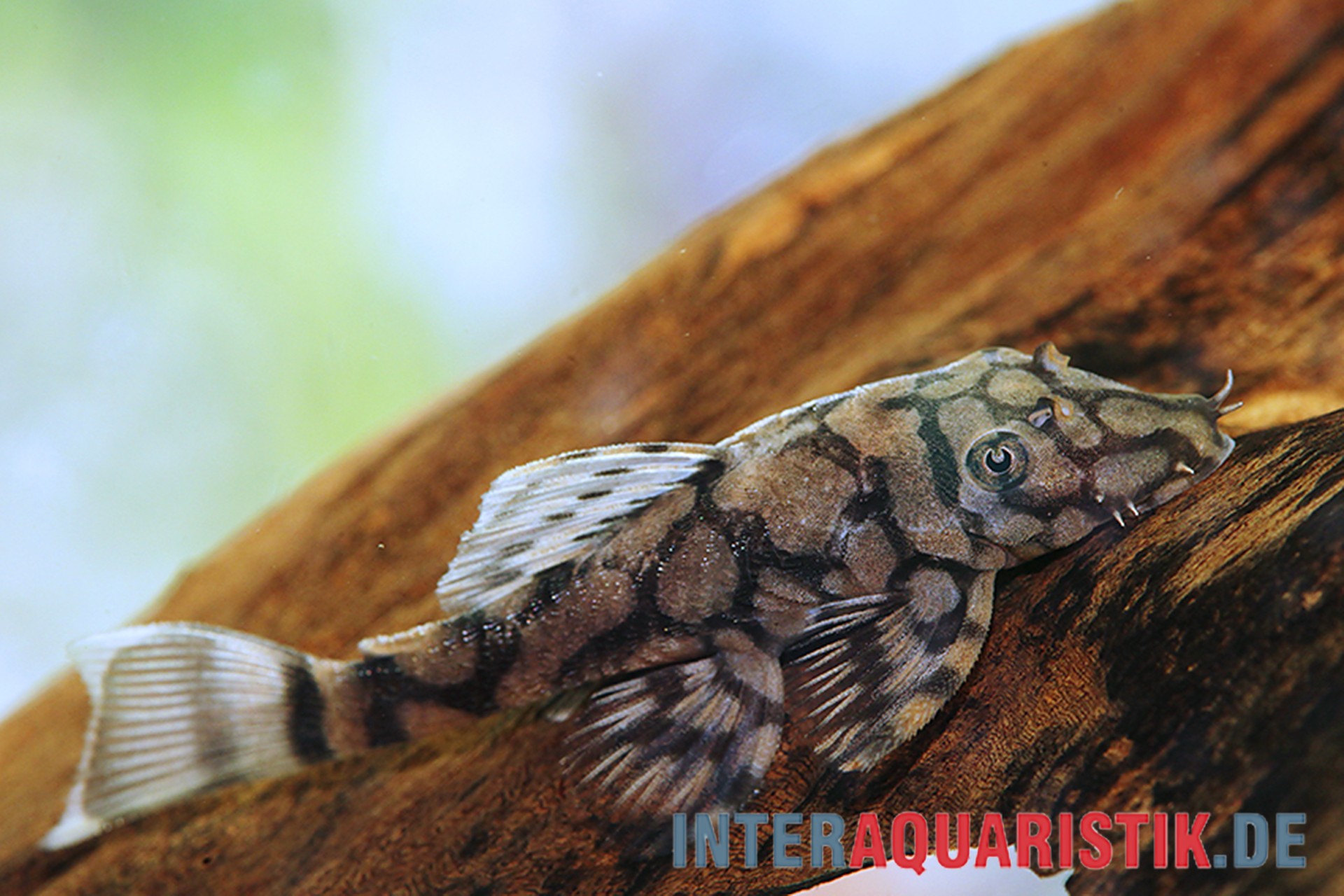 Panzerwels auf Wurzel, Nahaufnahme